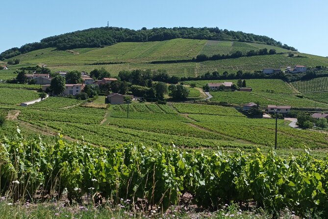 Beaujolais 100% Wine Tour Small-Group Tour With Tasting From Lyon - Itinerary Highlights