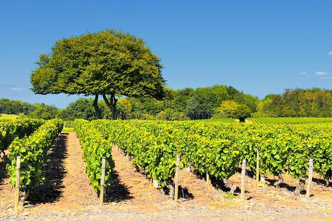 Beaujolais Half Day - Reviews and Ratings
