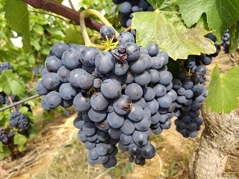 Beaujolais: Half-Day Wine Tour - Frequently Asked Questions