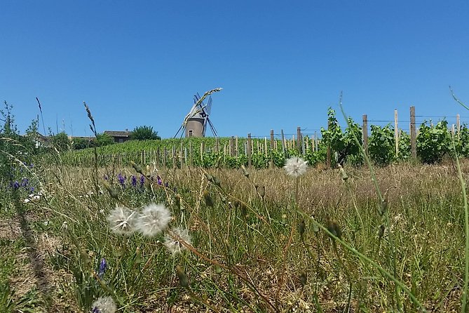 Beaujolais Region Wine Tasting Private Day Tour From Lyon - Exploring the Beaujolais Vineyards
