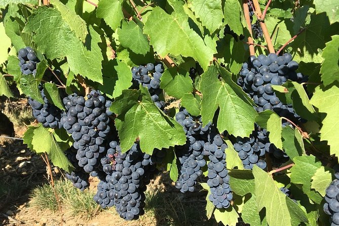 Beaujolais Wine Discovery - Private Tour - Half Day - Meeting and Pickup Arrangements