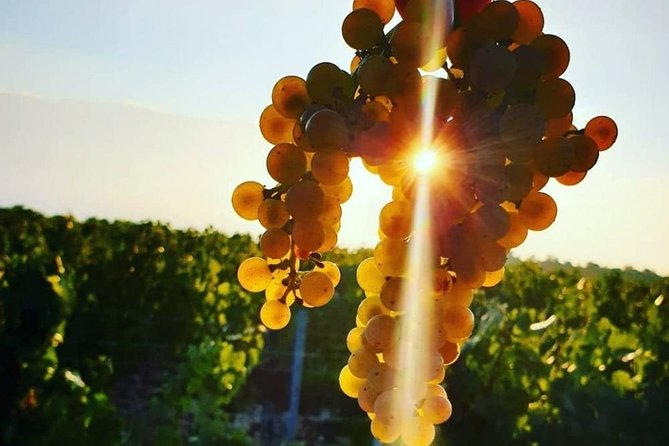 Beaujolais Wine Tasting - Unique Cellar Visits