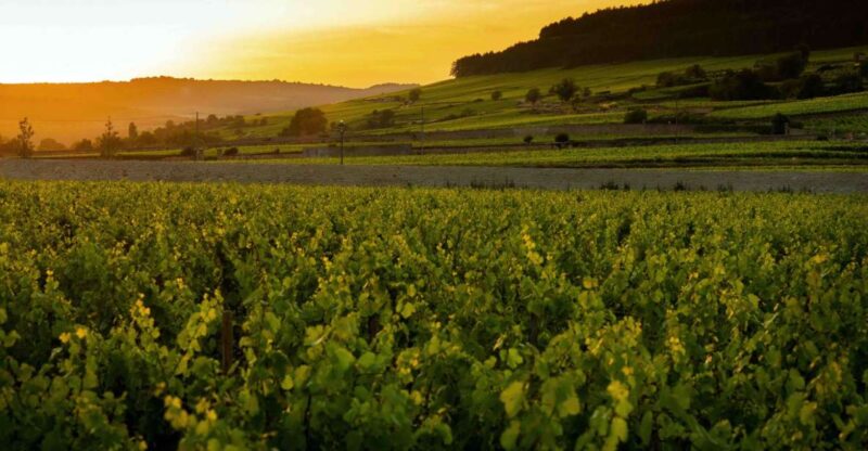 Beaune: Wine Tasting at Château De Pommard - Duration and Availability