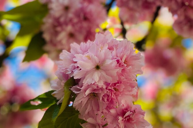 Beautiful Butchart Gardens & Victoria Highlights Private Tour - Customization and Interests