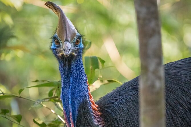 Beautiful Daintree Waterfall Walk Tour, Magical Swim & Lunch - Cancellation and Booking