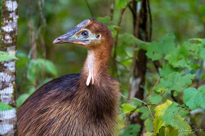 Beautiful Daintree Waterfall Walk Tour, Magical Swim & Lunch - Dietary Accommodations