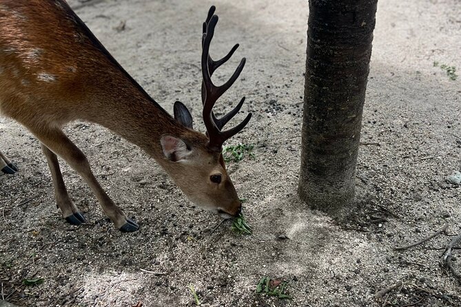 Beautiful Hiroshima, Peace Park and Miyajima Island - Planning Your Hiroshima Adventure