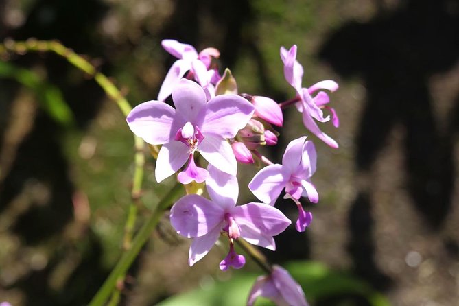 Beautiful Island Tour 5-6 Hours | Mahé | Seychelles | Private Tour | Day Trip - Spice Garden Visit