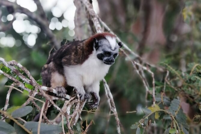 Beautiful Panama Canal Lake Nature Sightseeing - Wildlife and Scenery