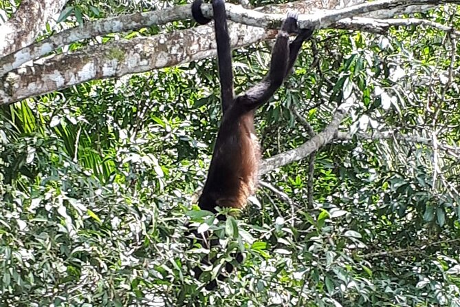 Beautiful Panama Canal Lake Nature Sightseeing - Frequently Asked Questions