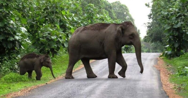 Beauty of Nature, Cochin With Periyar Wildlife Tour(04 Days) - Key Points