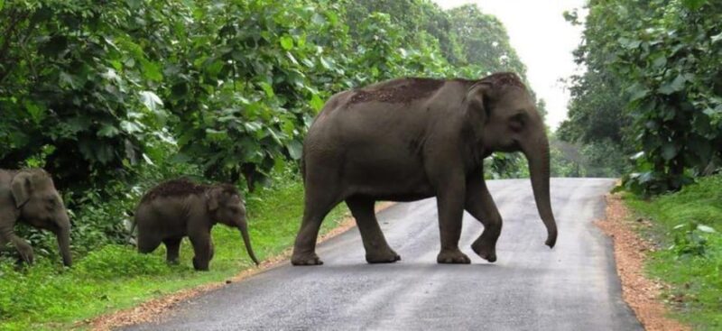 Beauty of Nature, Cochin With Periyar Wildlife Tour(04 Days) - Itinerary Highlights