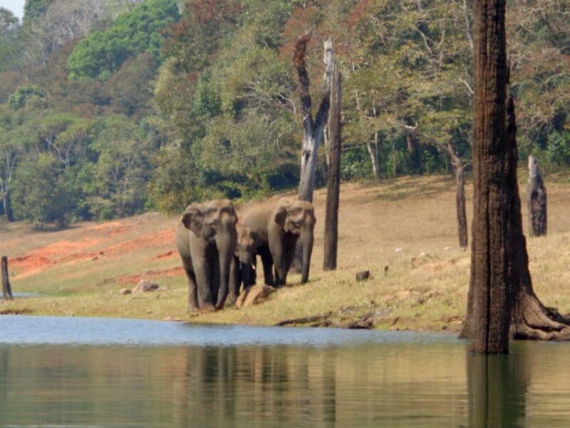Beauty of Nature, Cochin With Periyar Wildlife Tour(04 Days) - Important Information