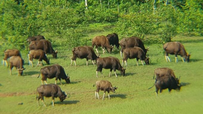 Beauty of Nature, Cochin With Periyar Wildlife Tour(04 Days) - Periyar Wildlife Experience