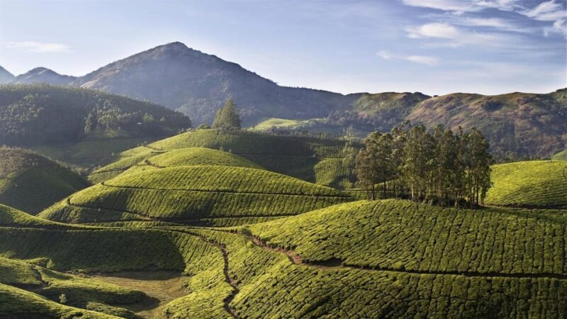 Beauty of Nature, Munnar Hill Station Tour (03 Days) - Included Services