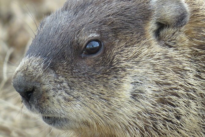 Beaver Safari on Stand up Paddleboard in Hokksund - About Your Stay