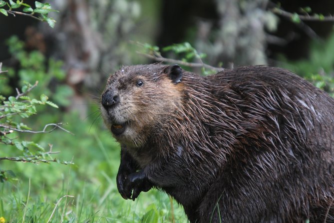 Beavers Watching - Tour Overview