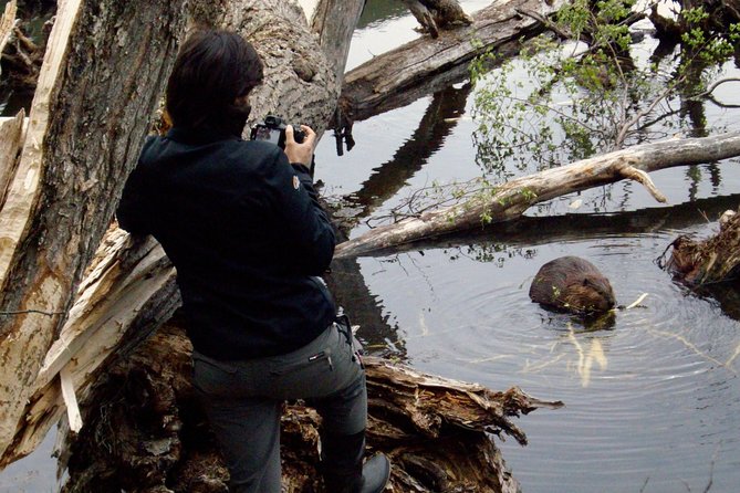 Beavers Watching - Observing Beavers