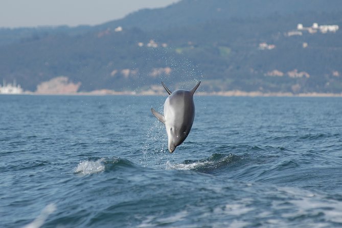 Become a Dolphin Protector! Lisbon Eco-Dolphin Watching - Meet the Passionate Anthia Diving Center Team