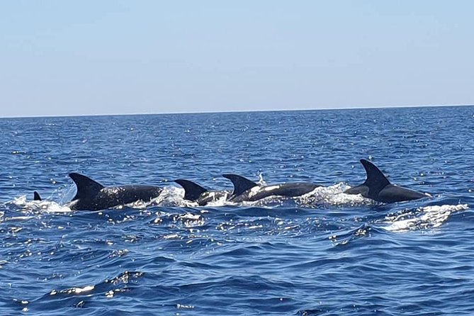 Become a Dolphin Protector! Lisbon Eco-Dolphin Watching - Flexible Booking and Lowest Price Guarantee