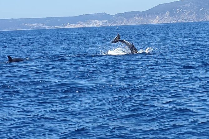 Become a Dolphin Protector! Lisbon Eco-Dolphin Watching - Unforgettable Memories and Responsible Tourism