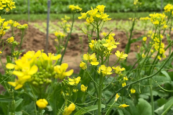 Become a Farmer at Tra Que Vegetable Village Included Cooking Class and Foot Massage - Meeting and Pickup