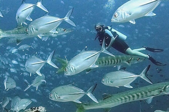 Become Certified Diver in 3 Days - PADI Open Water Diver Course on Koh Tao - Reviews and Capacity