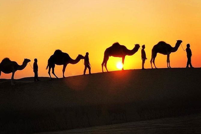 Bedouin Adventure: Dromedaries in the Desert - Key Points