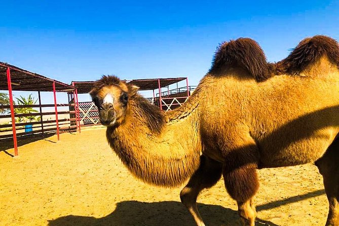 Bedouin Adventure: Dromedaries in the Desert - Frequently Asked Questions