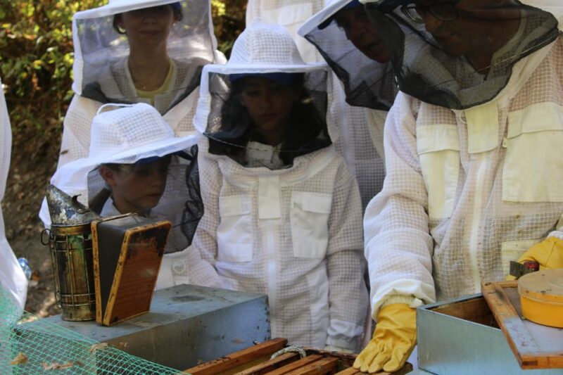 Beekeeping Tour in Amarante With Honey Tasting - Key Points