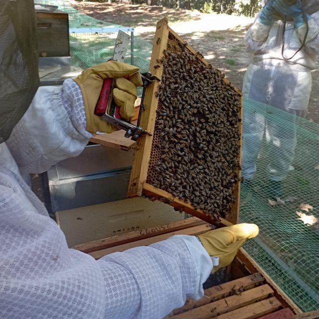 Beekeeping Tour in Amarante With Honey Tasting - Meeting Point and Accessibility