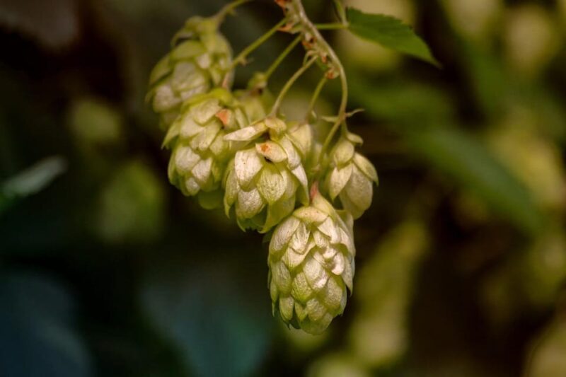 Beer Tasting of Danish Craft Beers at Local Craft Beer Bar - Educational Component