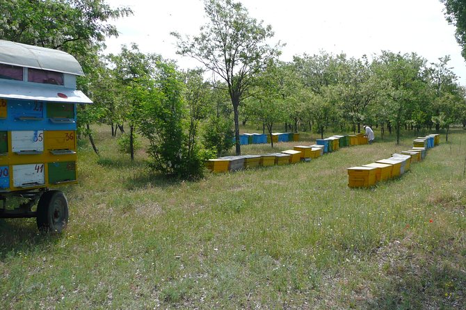 Bees Adventure in Romania - Private Day Trip From Bucharest - Indulging in Bee-Inspired Culinary Delights