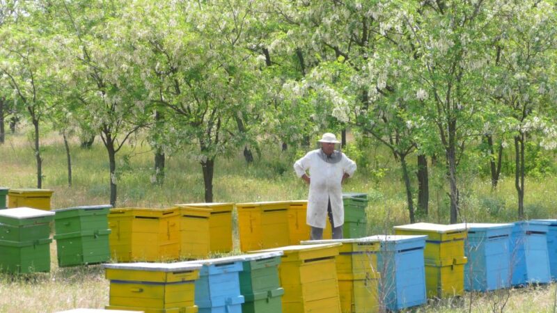 Bees in Romania - Private Beekeeping Lesson and Local Lunch - Key Points