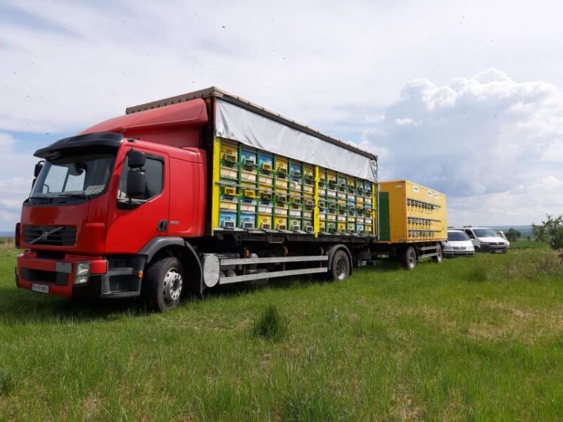 Bees in Romania - Private Beekeeping Lesson and Local Lunch - Learning Experience