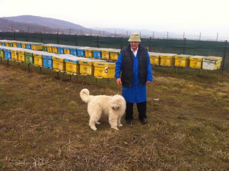 Bees in Romania - Private Beekeeping Lesson and Local Lunch - Pickup and Logistics