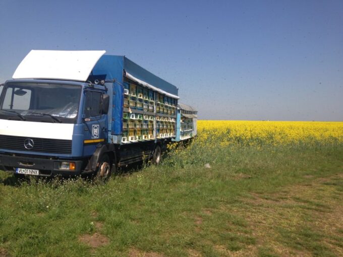 Bees in Romania - Private Beekeeping Lesson and Local Lunch - Availability and Reservations