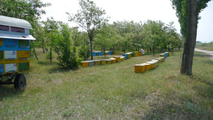Bees in Romania - Private Beekeeping Lesson and Local Lunch - Knowledgeable Guide