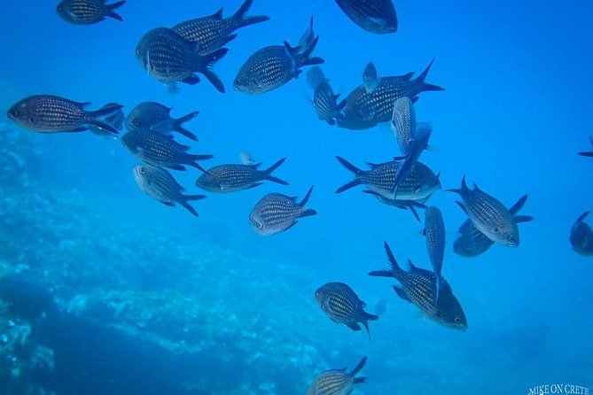 Beginner Diving Experience in Ligaria Bay - Diving Experience Overview