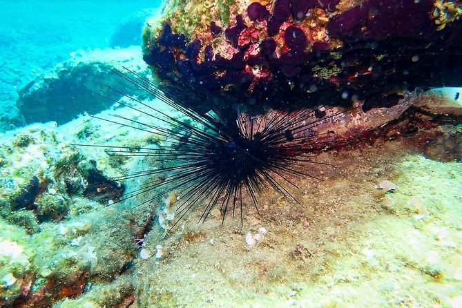 Beginner Diving Experience in Ligaria Bay - Mobile Ticketing and Languages