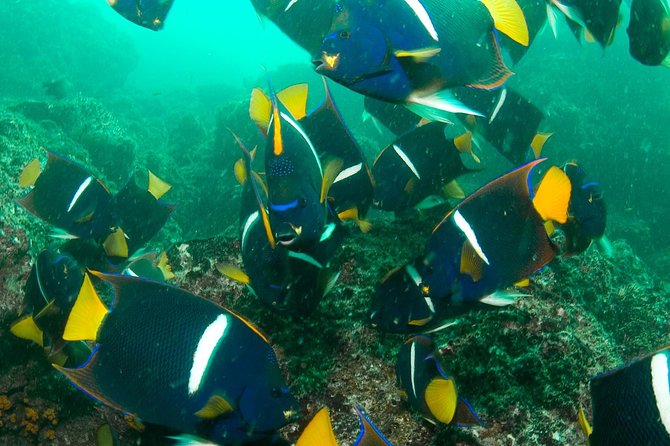 Beginner Diving Lesson (2 Days) With Two Tank Dives in Guanacaste - Logistical Details and Transportation