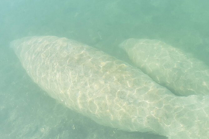 Beginner Friendly Island Snorkeling - Meeting Point and Pickup