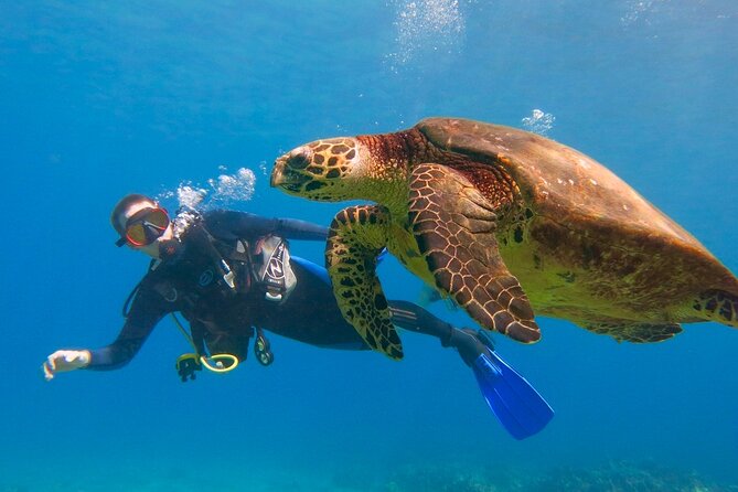 Beginner Scuba Dive in Kaanapali (Swimming Ability Required) - Key Points