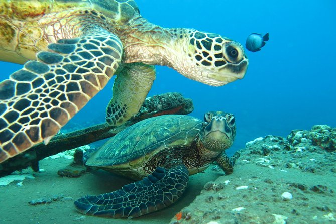 Beginner Scuba Dive in Kaanapali (Swimming Ability Required) - Cancellation Policy