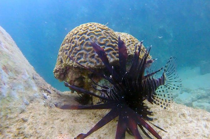 Beginner Scuba Diving Adventure With Videos in Honolulu - Ideal for Beginners and Skill Refreshers