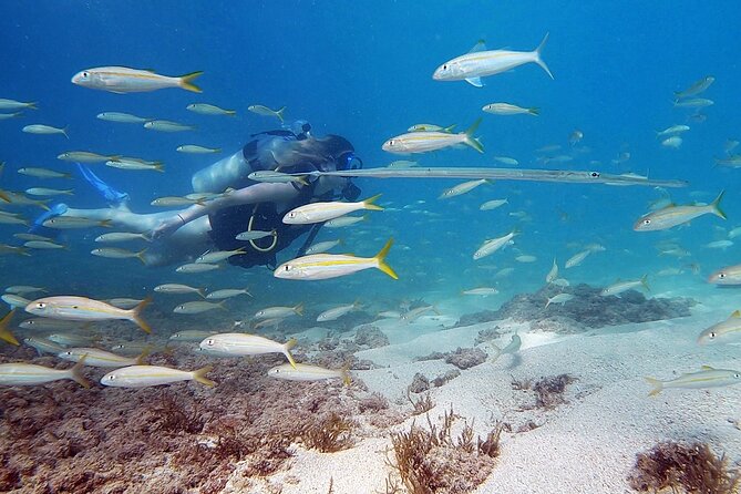Beginner Scuba Diving Tour With Videos-Pcb - Key Points