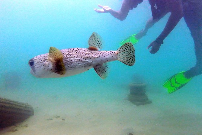 Beginner Scuba Diving With Turtles and Videos, San Juan - Overview and Details