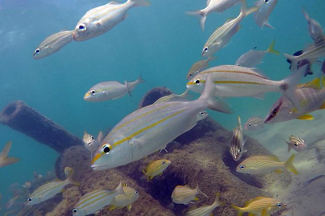Beginner Scuba Diving With Turtles and Videos, San Juan - Health and Safety