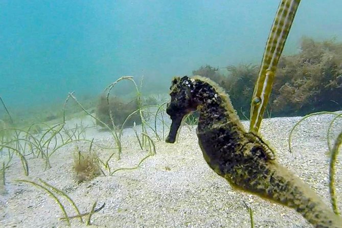 Beginner Scuba Diving With Turtles and Videos, San Juan - Equipment and Instruction