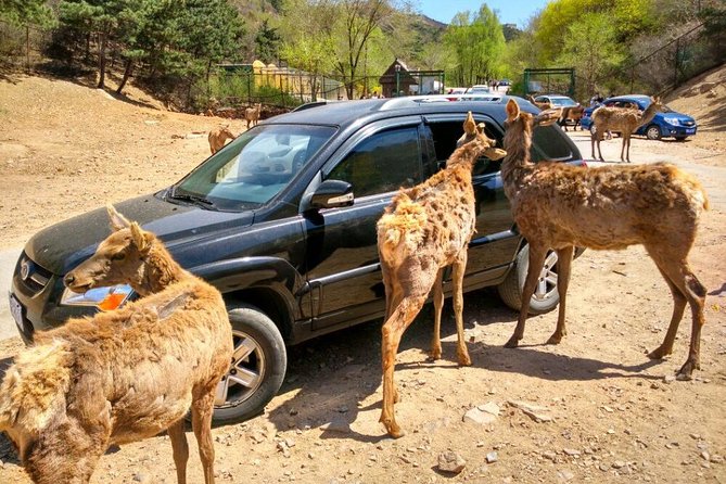 Beijing Badaling Wildlife Park & Juyongguan Great Wall Private Tour - Pickup Information